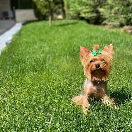 Apart Diva